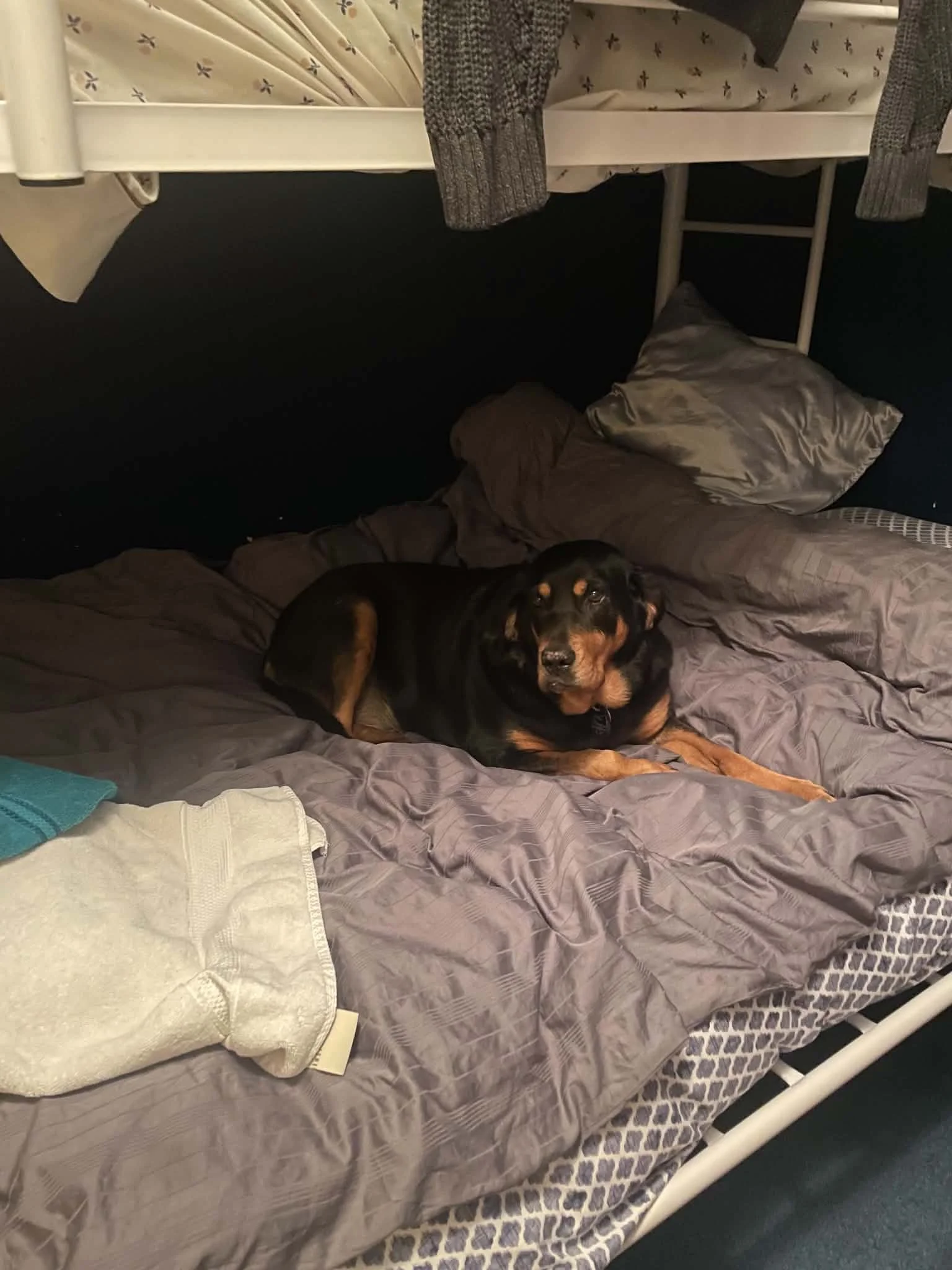 bella8.jpg