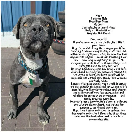 Hugo