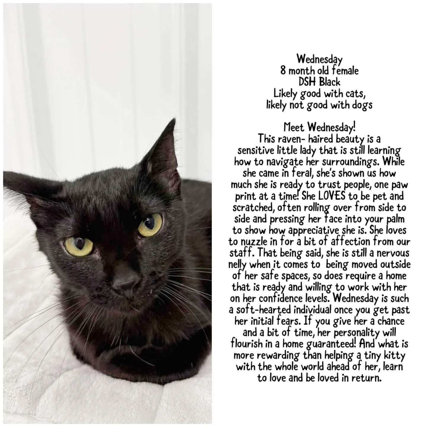Black Cat Adoption Rates: Surprising Trends You Need to Know
