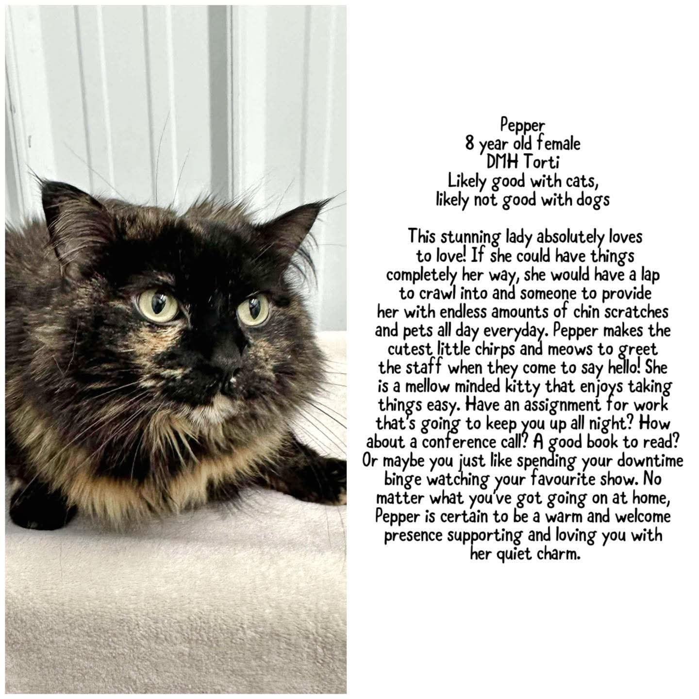 What Does It Mean to Sponsor a Cat Adoption: Life-Changing Impact