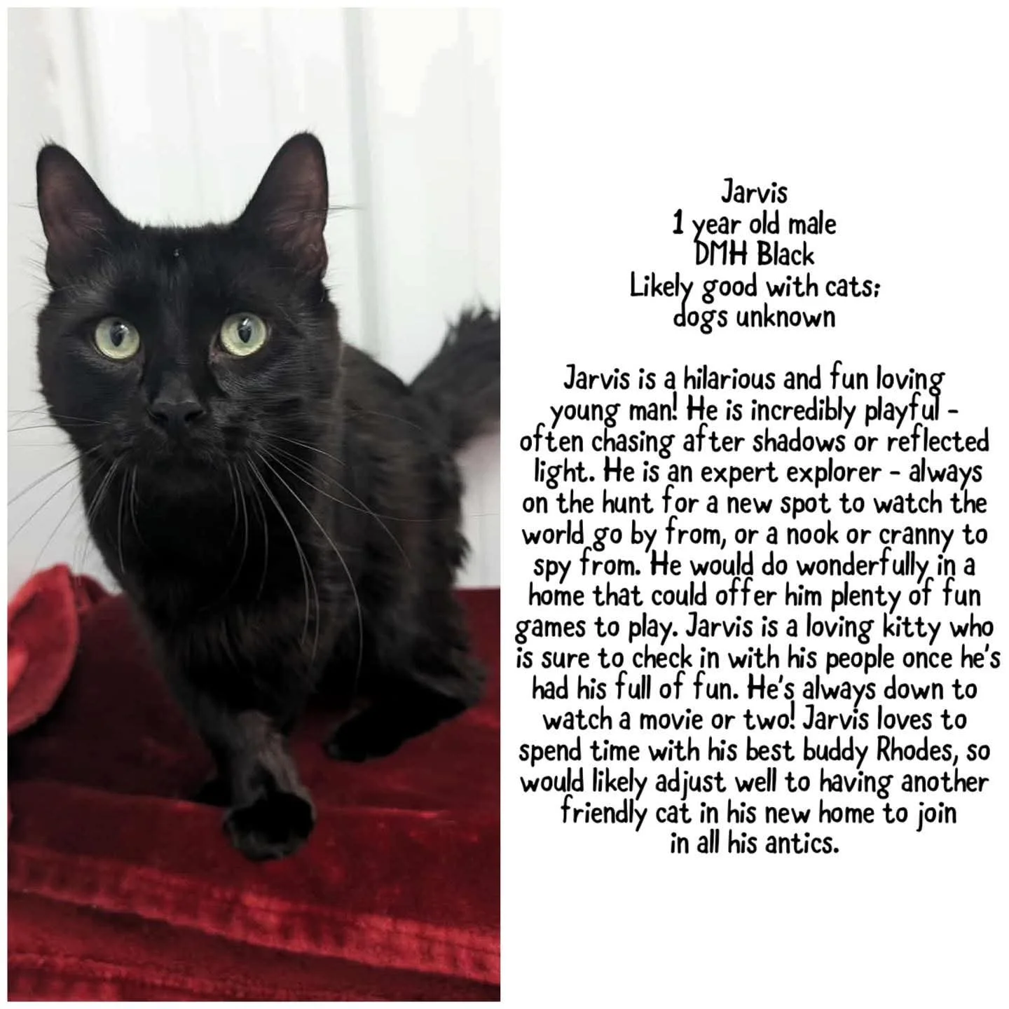 Adopt a Black Cat: Uncover Love and Lucky Companionship Today