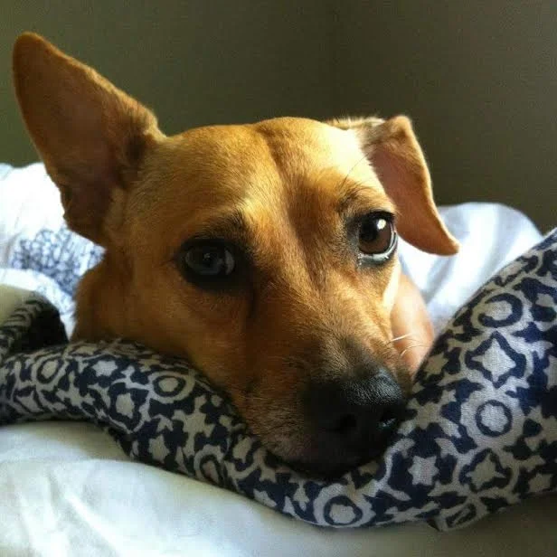 tippi.jpg
