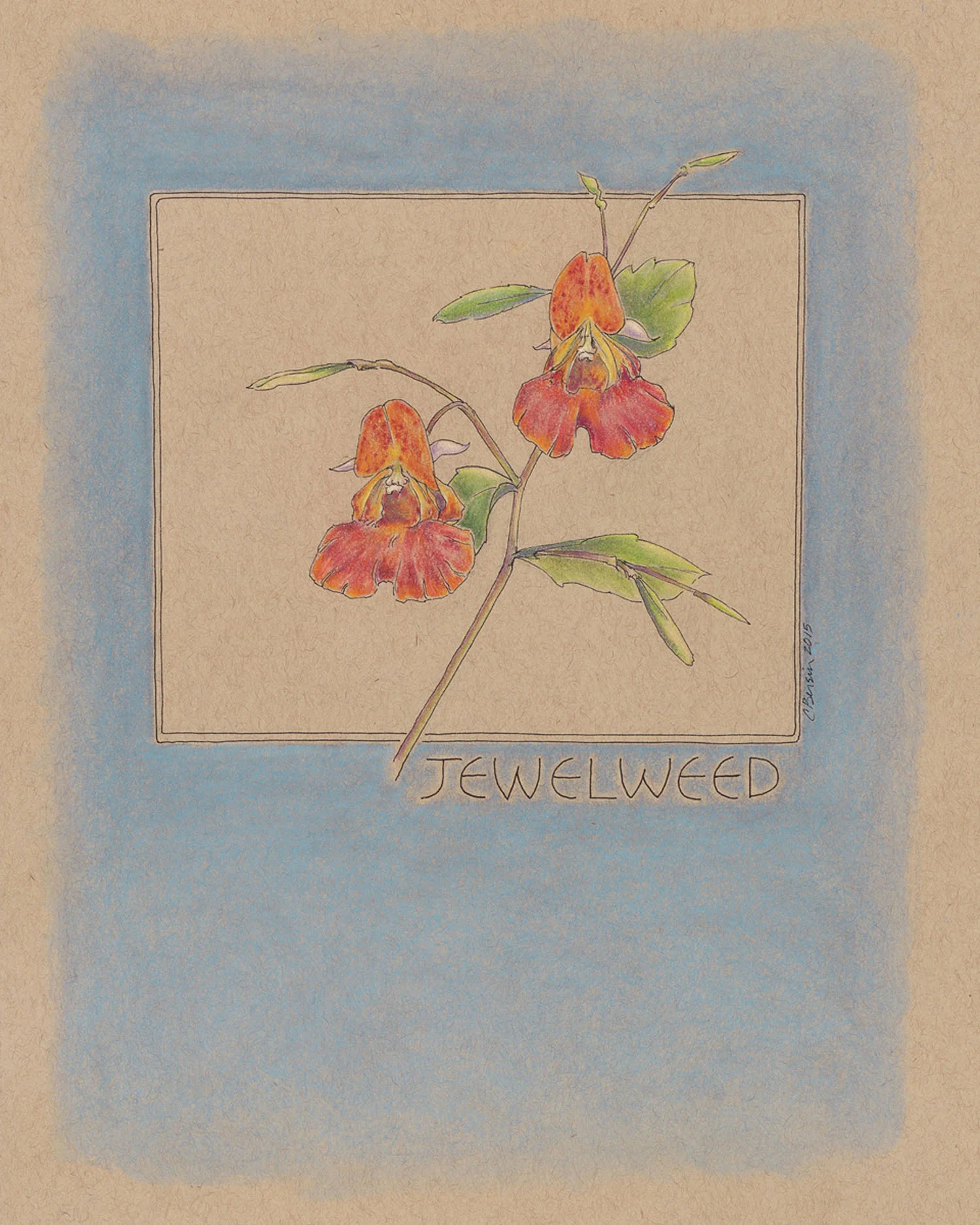 Medicinal Flower Series - Jewelweed
