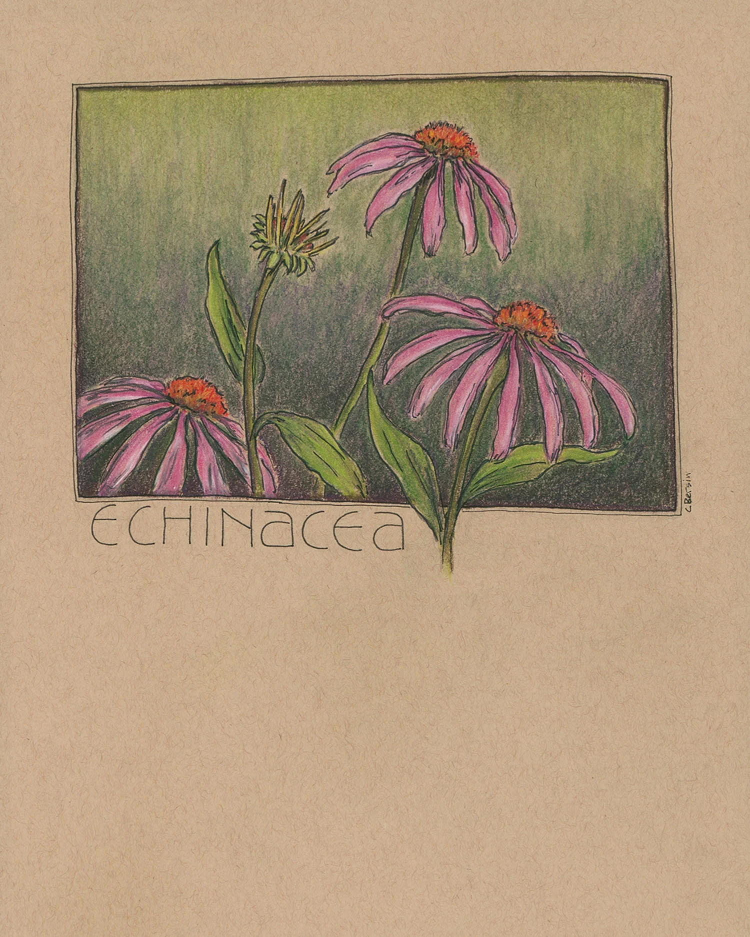 Medicinal Flower Series - Echinacea