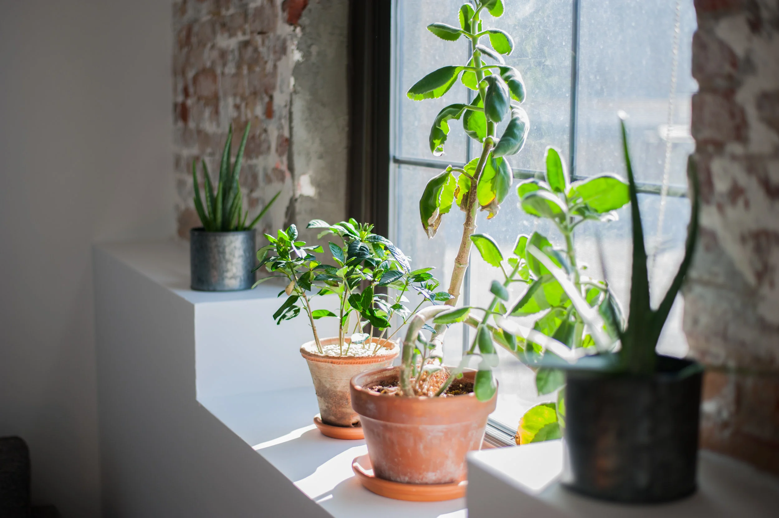 Plants on a window ledge