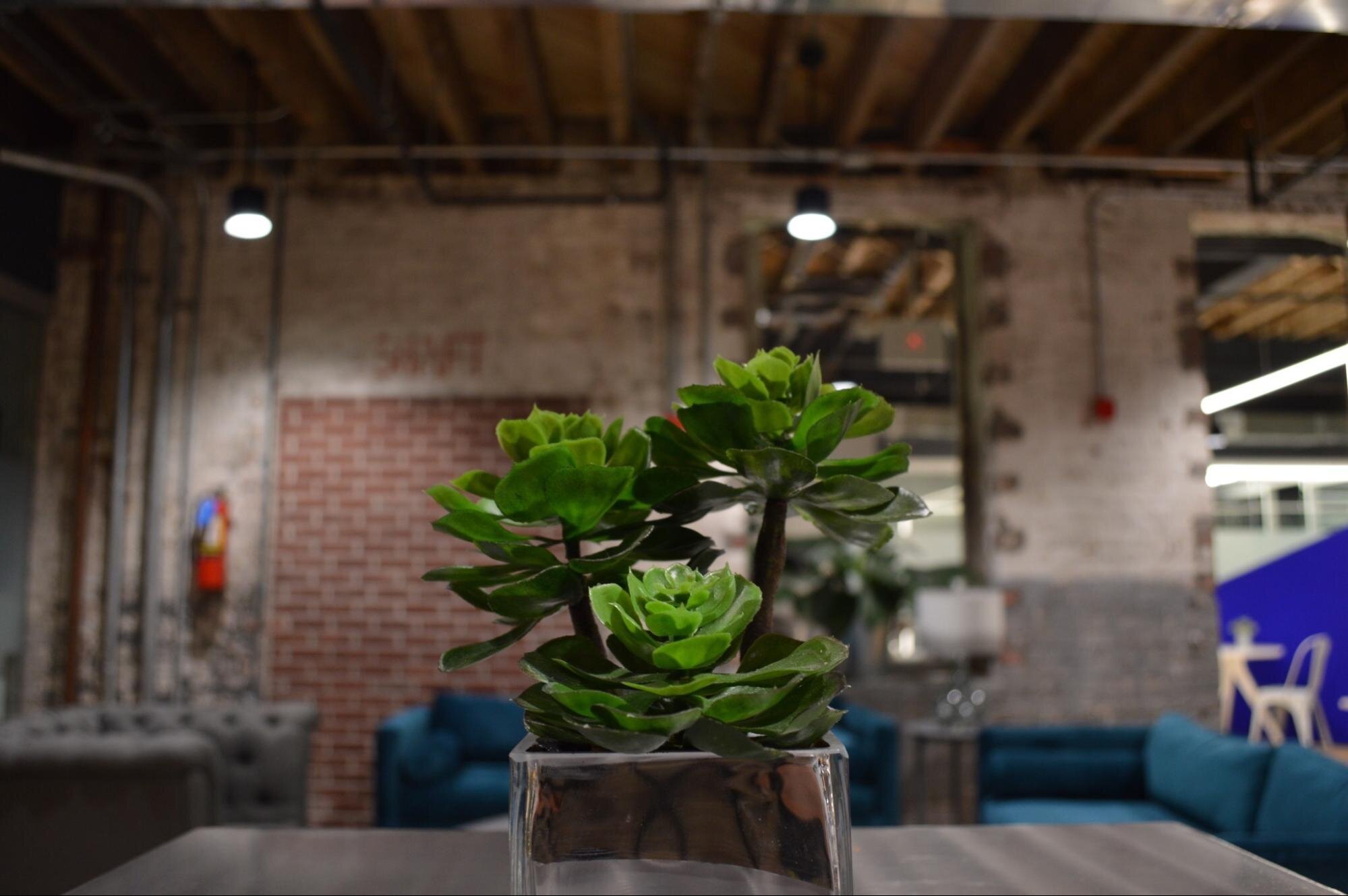 Plant on a table in an industrial-looking workspace