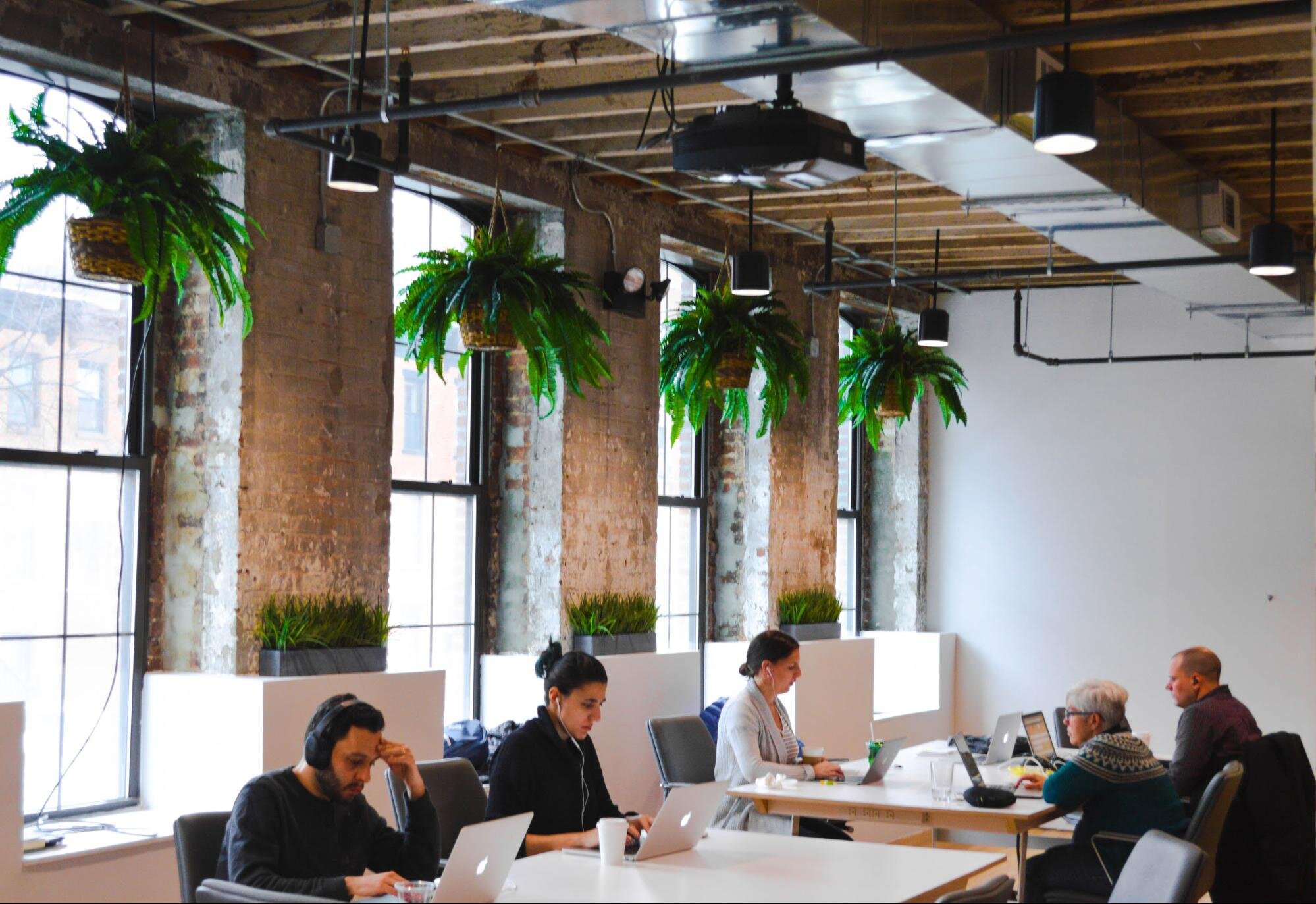 office space filled with the best office plants