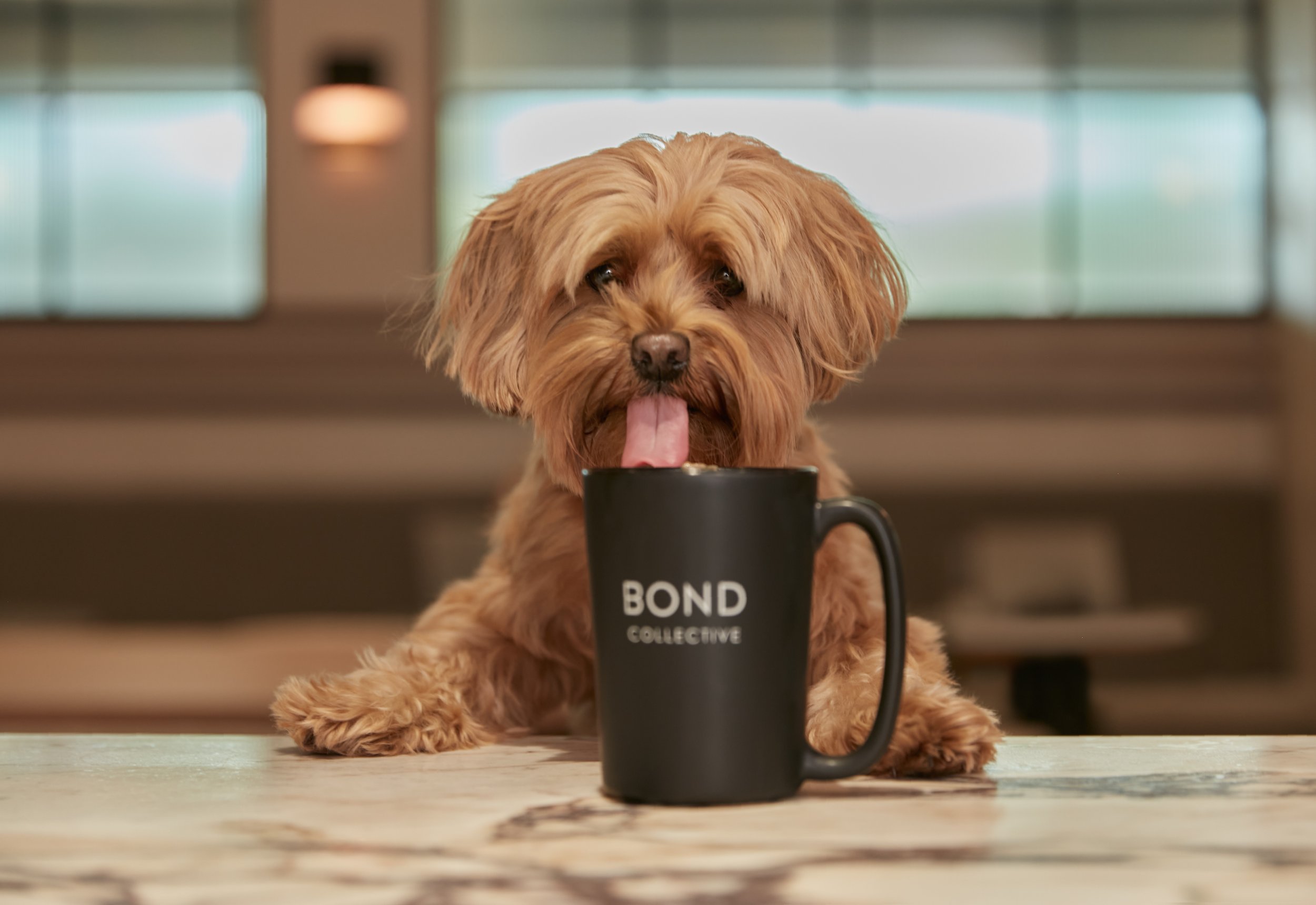 Dog-friendly coworking coffee