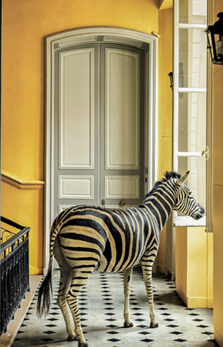 William Rolf - 4545609 Deyrolle Zebra Study #2 - 9x11.jpg