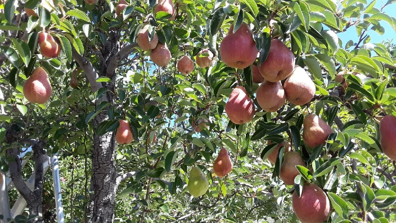 2020_Pears_glean.jpeg