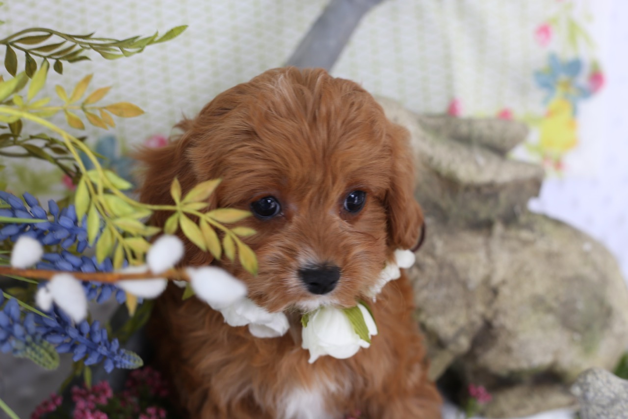 Cavapoo+puppy.jpeg