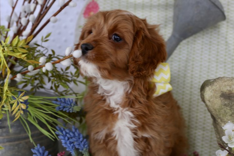 Cavapoo+puppy+Chip+Carter+Gaines.jpeg