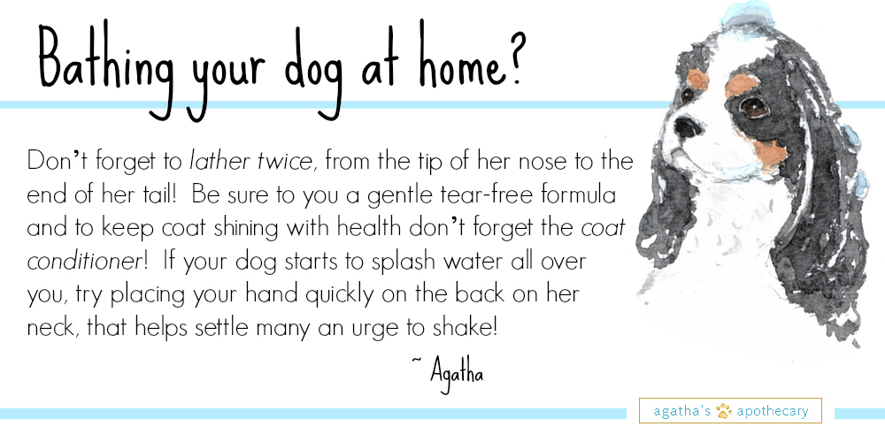 Ask+Agatha+Give+your+puppy+a+great+bath!.jpeg
