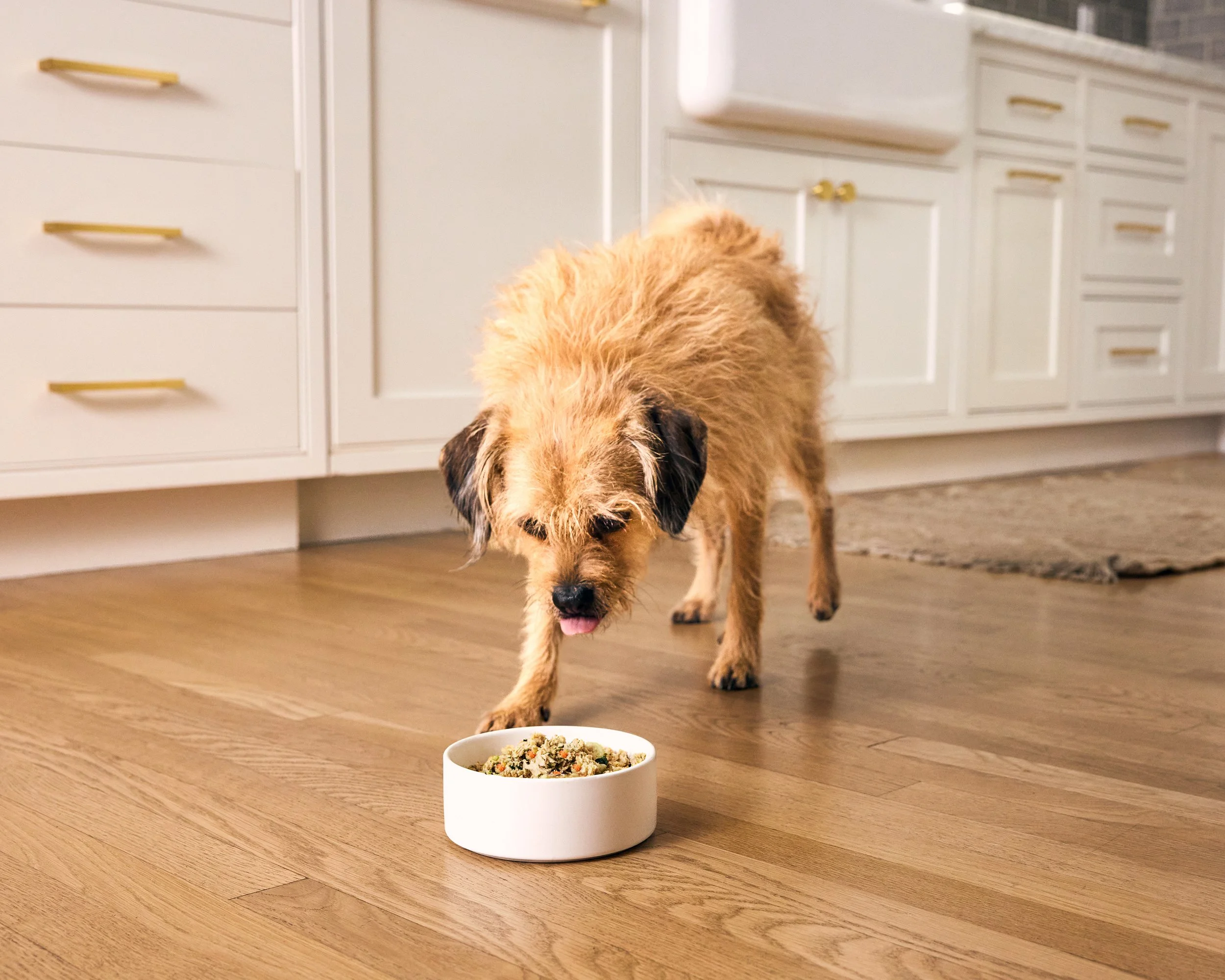 231120_FARMERS_DOG_SHOT_002_EATING_0877.jpg
