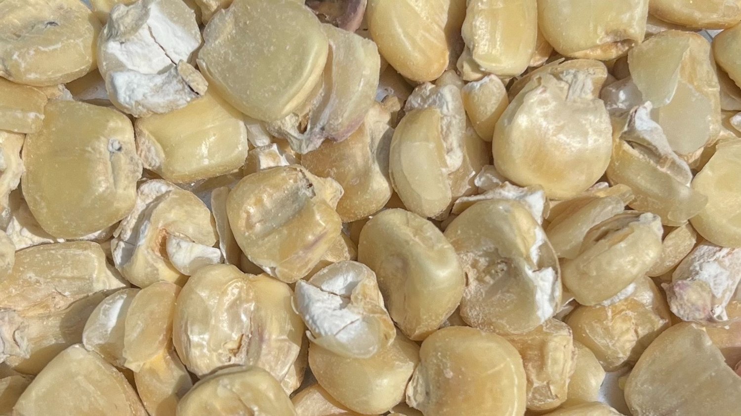 Riverbend Malt House Welcomes Hickory King Corn Malt Variety To Malted Corn Portfolio
