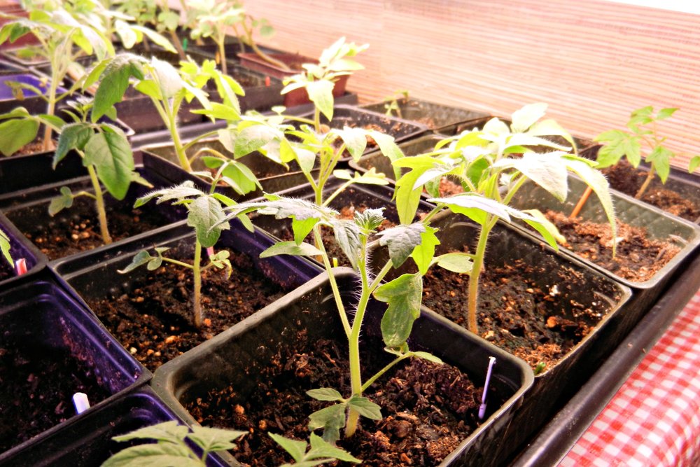 When to plant tomato seeds indoors in northwest ohio
