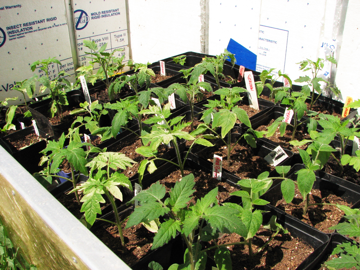 Tomatoes in the cold frame