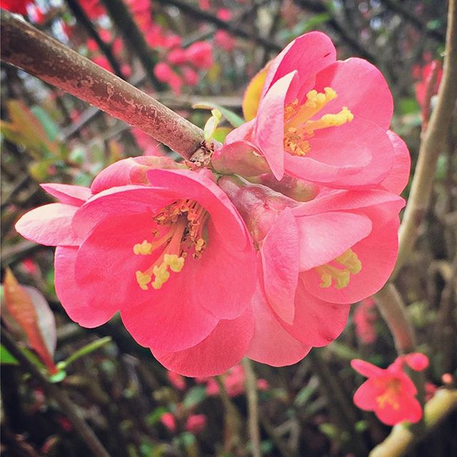 The orange-scarlet blooms of Chaenomeles japonica, or Japanese quince. #springishere
.
.
.
#westseattle #pnwgardening #gardening #urbangarden #instagardenlovers #gardensofinstagram #floweringshrub #japanesequince