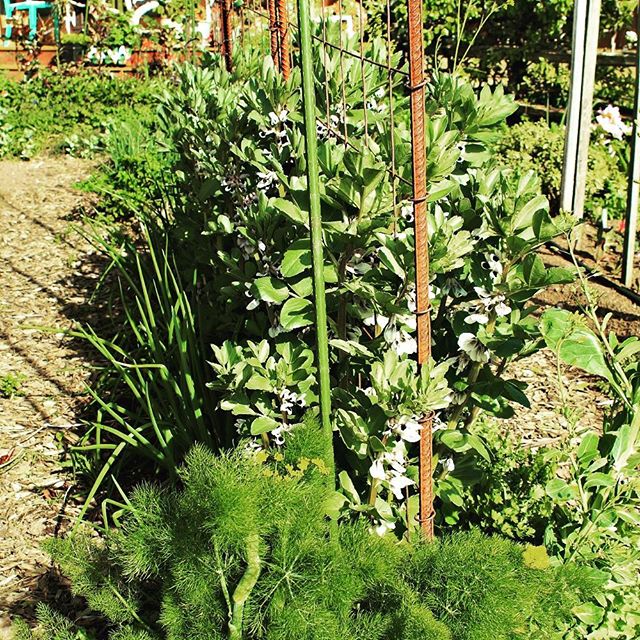 Gretchen has been getting ready for spring vegetables; how about you? Read about her process on our blog: http://ow.ly/Ckm230boJ3l #westseattlegardentour
.
.
.
#westseattle #pnwgardening #gardening #urbangarden #instagardenlovers #gardensofinstagram 