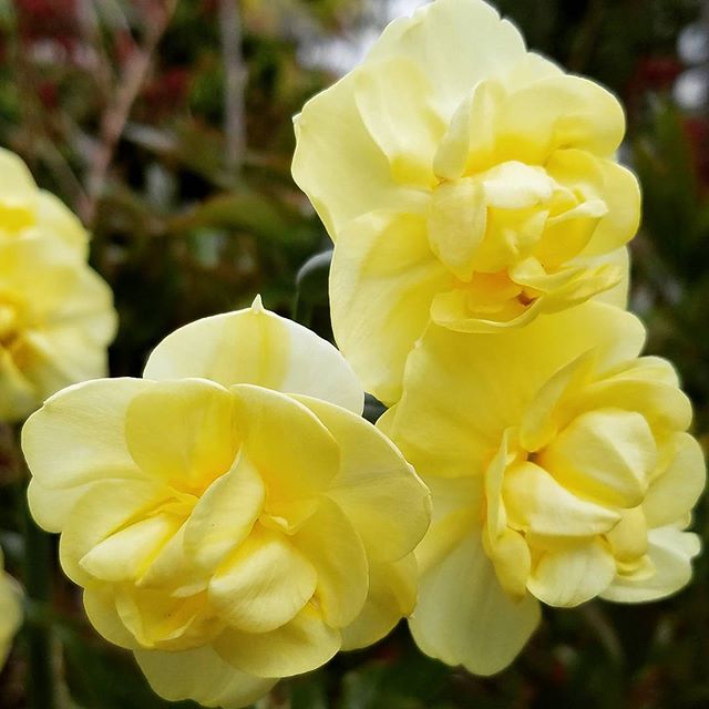 Living up to their name, Narcissus 'Yellow Cheerfulness' lifts our spirits on the greyest of Seattle mornings. The soft yellow double flowering daffodil boasts a touch of orange at the center, and is lightly scented. #yearofthedaffodil
.
.
.
#westsea