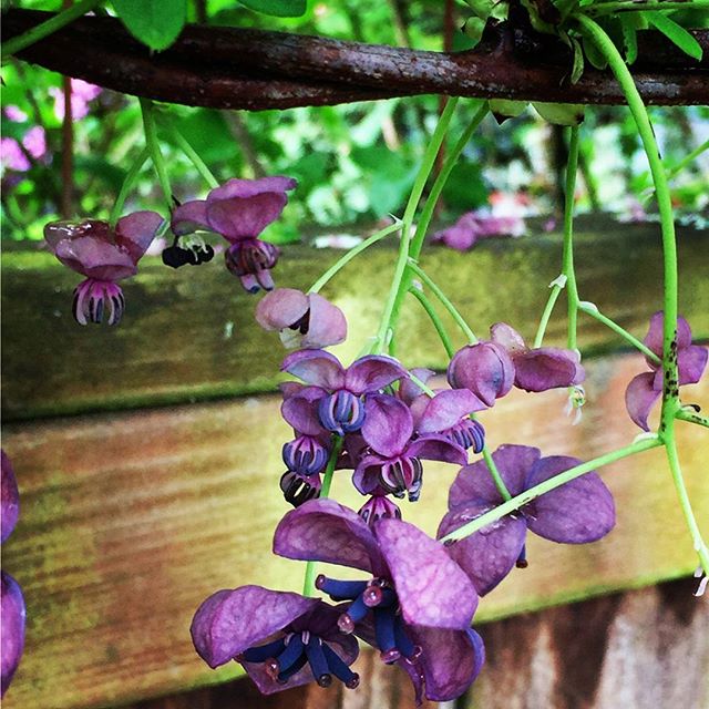 #akebia #floweringvine #westseattle #pnwgardening #gardening #urbangarden #instagardenlovers #gardensofinstagram #purpleflowers