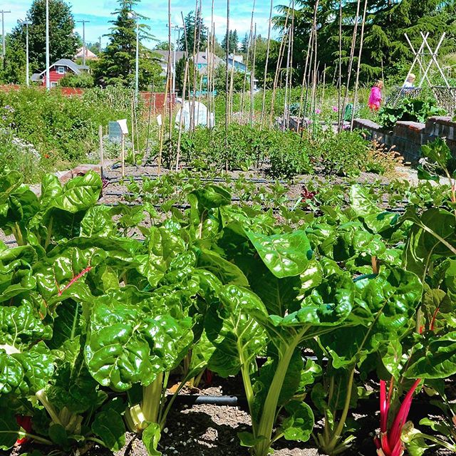 The Solstice P-Patch is hosting their largest and most diverse plant sale *ever* on Saturday as part of the #WestSeattleGarageSale. Over 100 plants organically grown in West Seattle, acclimated and ready to plant. Perennials, shrubs, ground covers,  