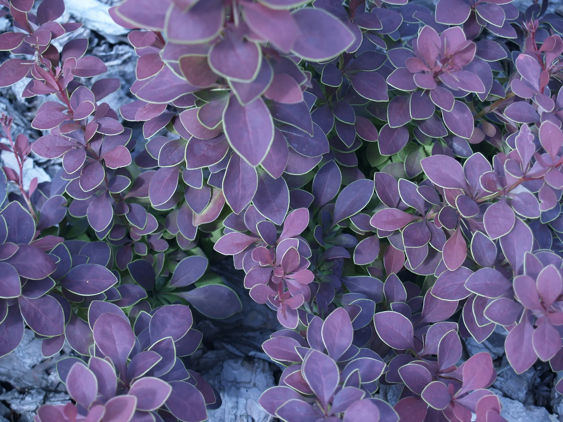 barberry-186294_1920.jpg