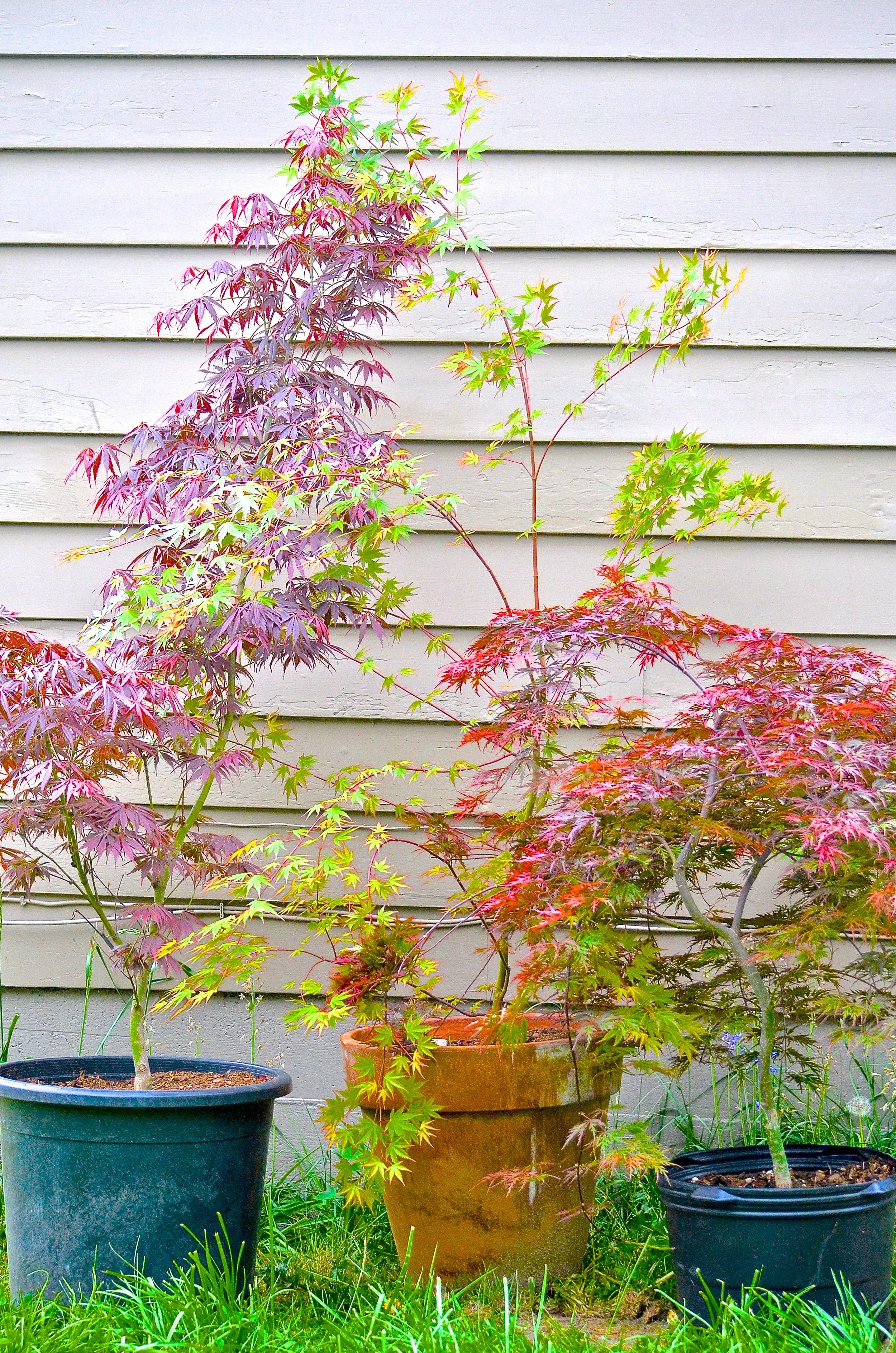 Japanese Maple Trees