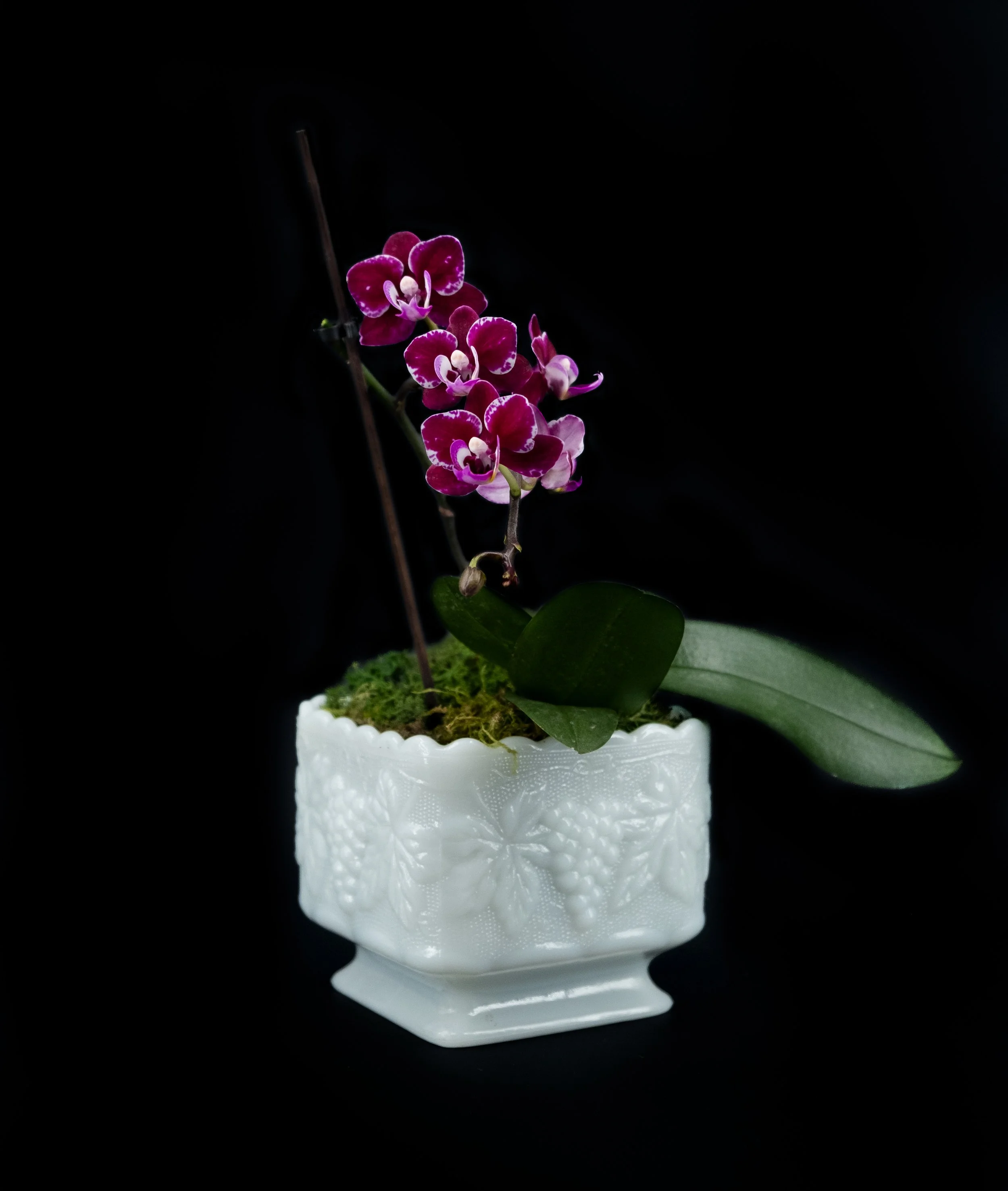 Orchid in Pottery