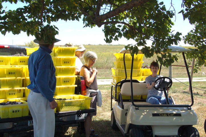 Harvesting with friends