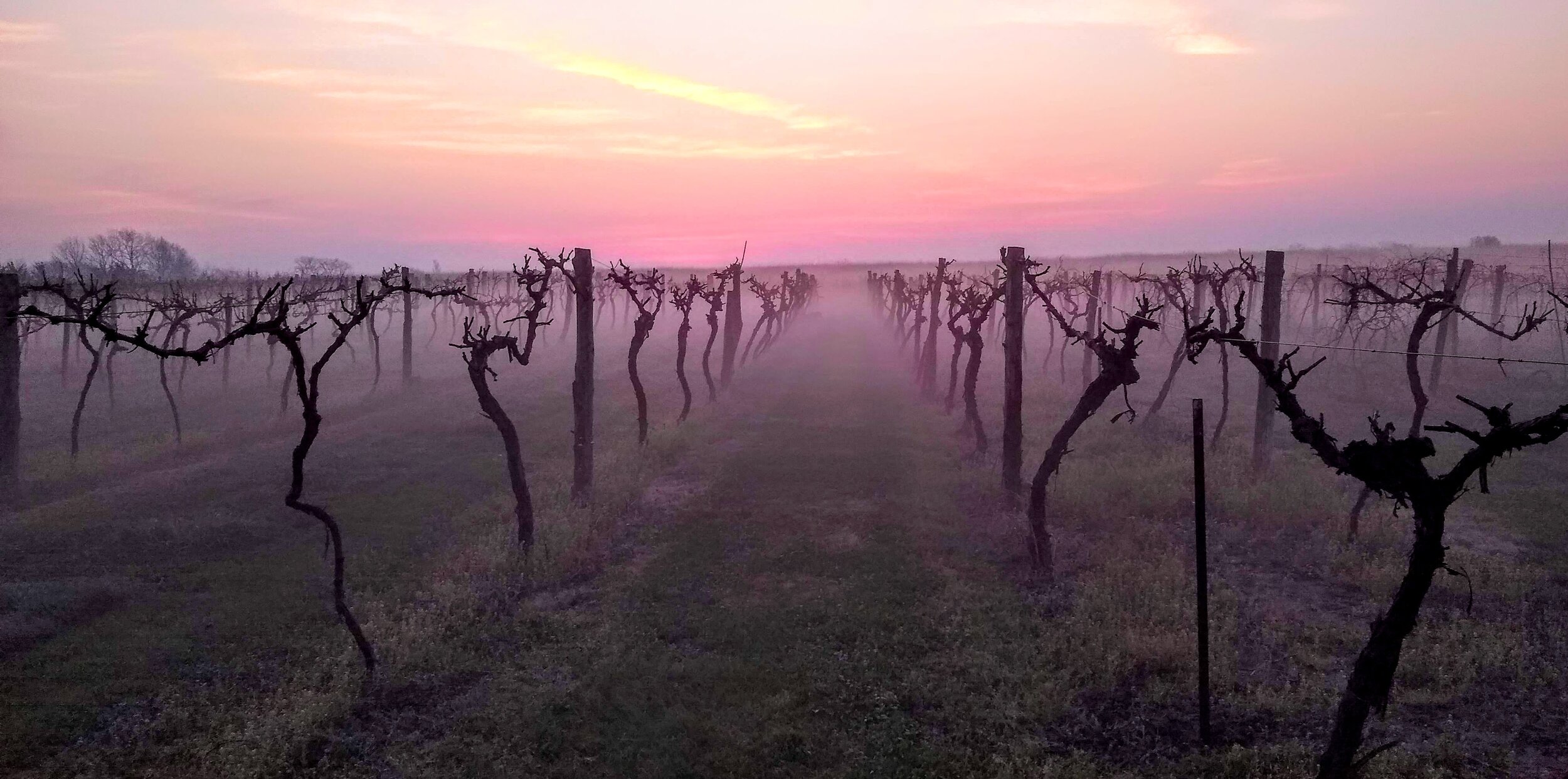  Sunset in the fall vineyard 