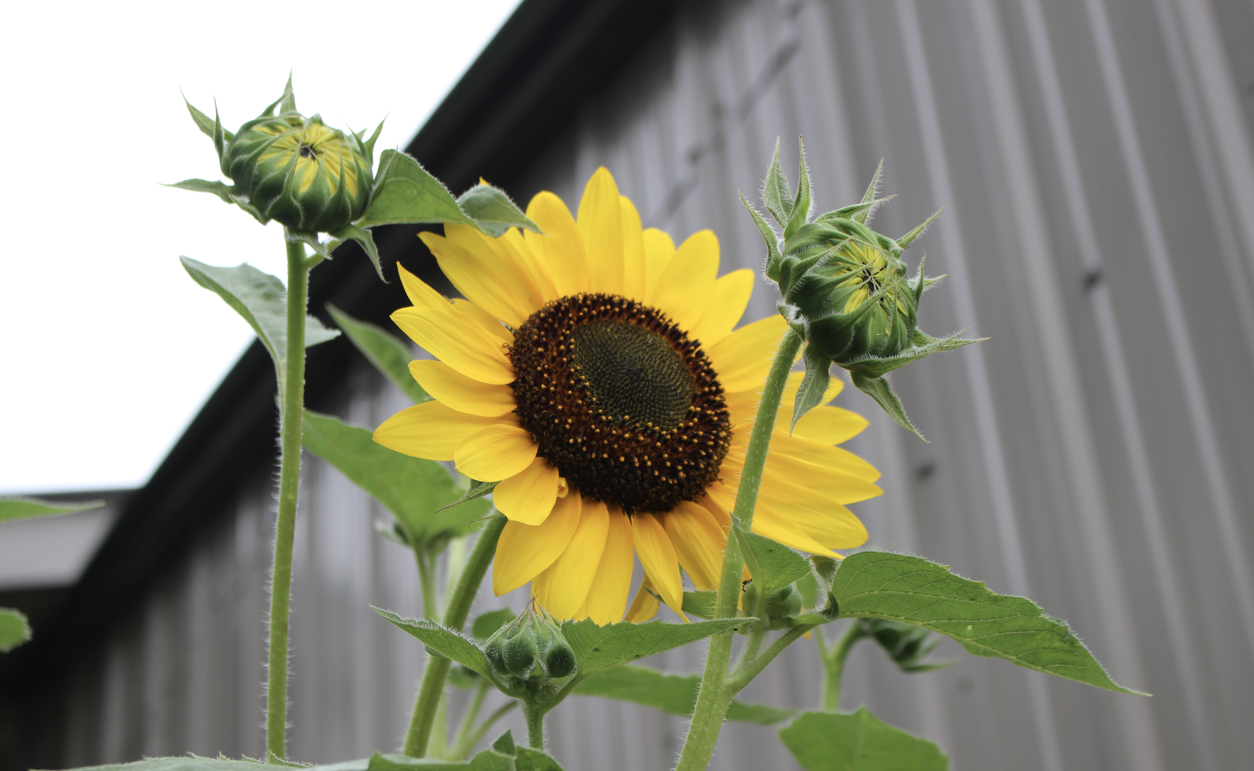 Screenshot 2025-08-28 at 9.33.54 PM.png