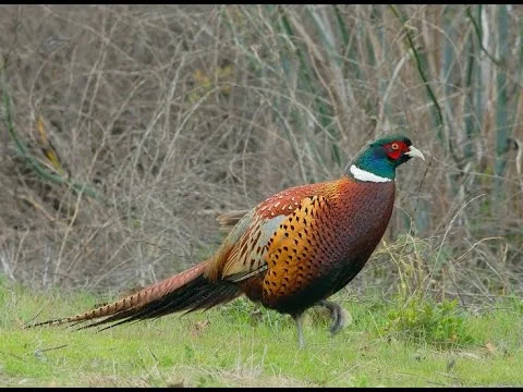pheasant.jpg