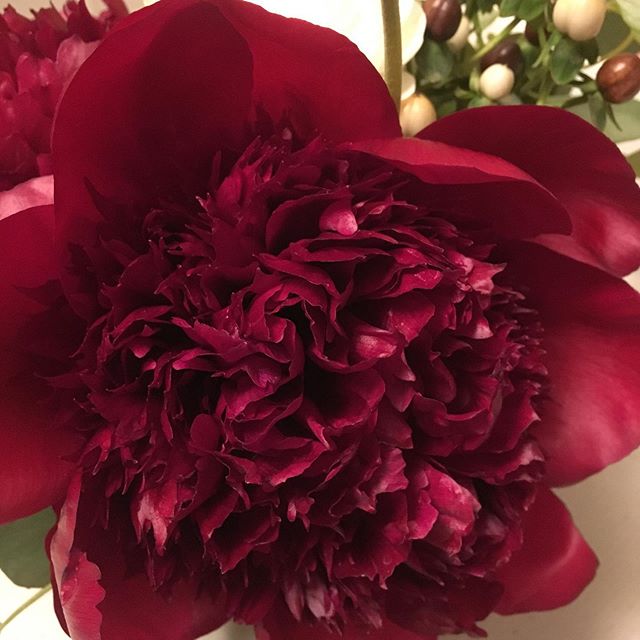 You are so beautiful to me!
#infullbloom #dahlias #brides #flowers