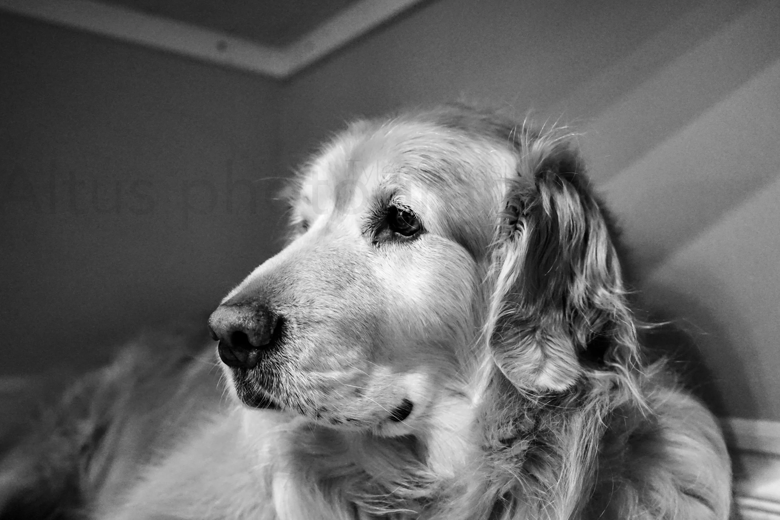 sammy.jpg