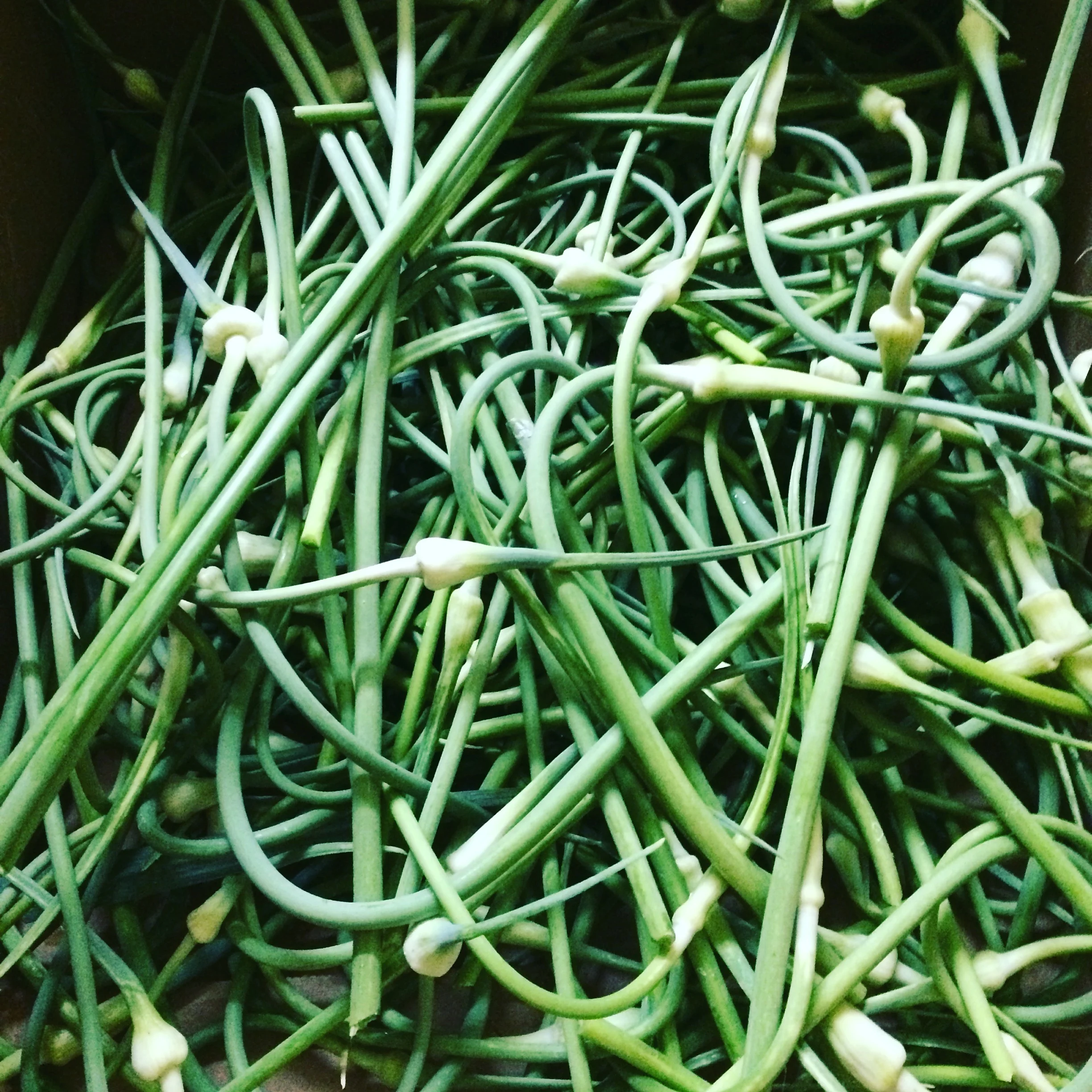 Garlic scapes