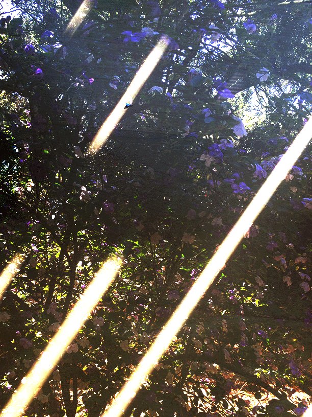 Light Ray Animated No 2 Colin Arc