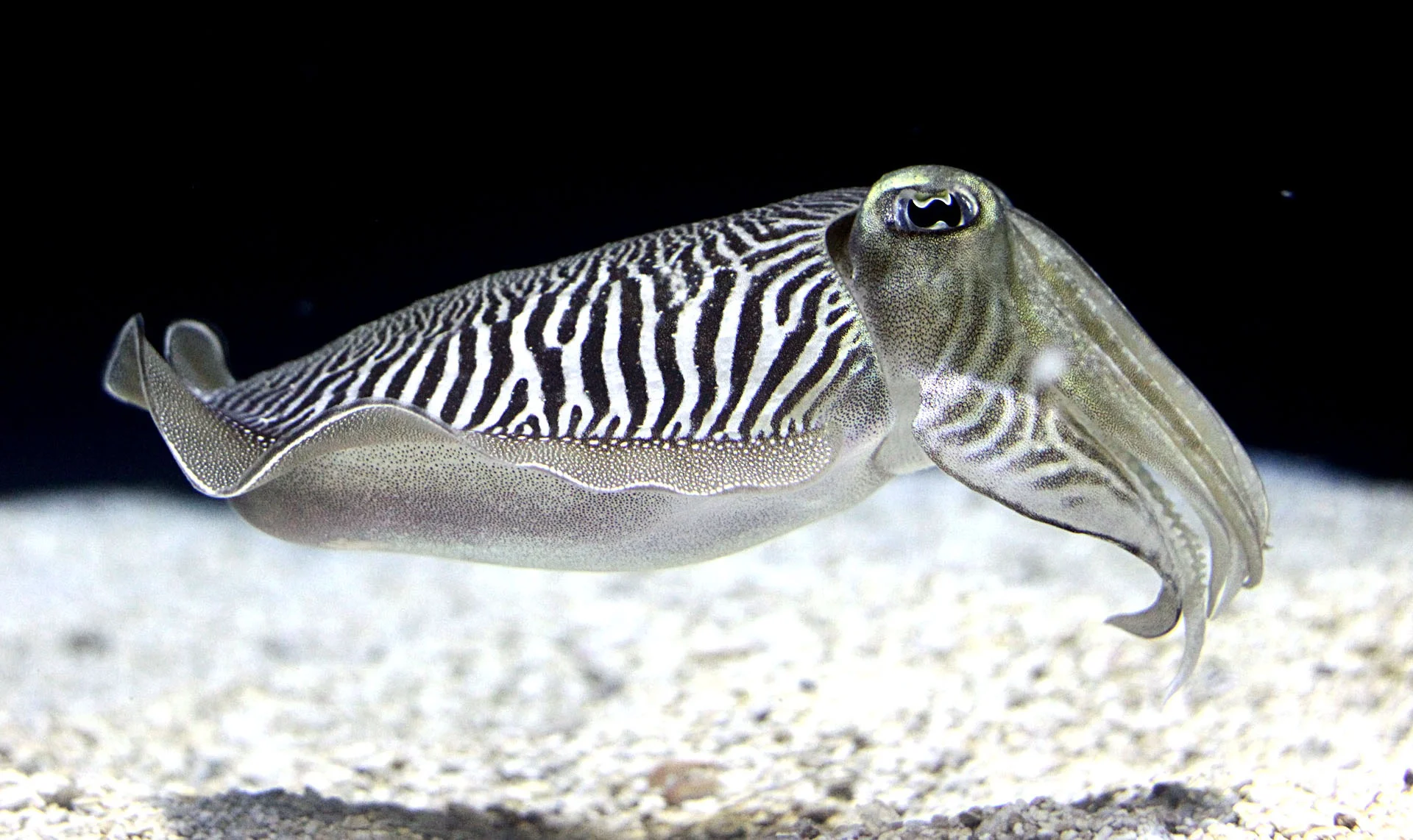 Cuttlefish.jpg