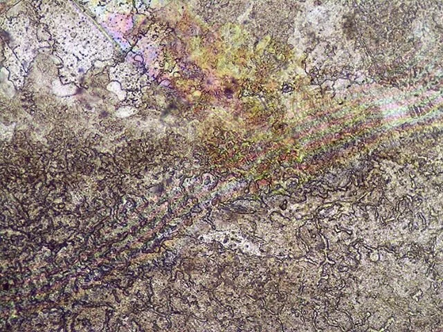 Rocks got rainbows too #🌈 🔍👀
&mdash;
As above&mdash;So #mmicroww
&mdash;
Finally learning a little #geology, this #muscovite #mica really got some #lustrous #cleavage boy o boy
#wissahickonschist #friendsofthewissahickon #geologyrocks
&mdash;
Micr