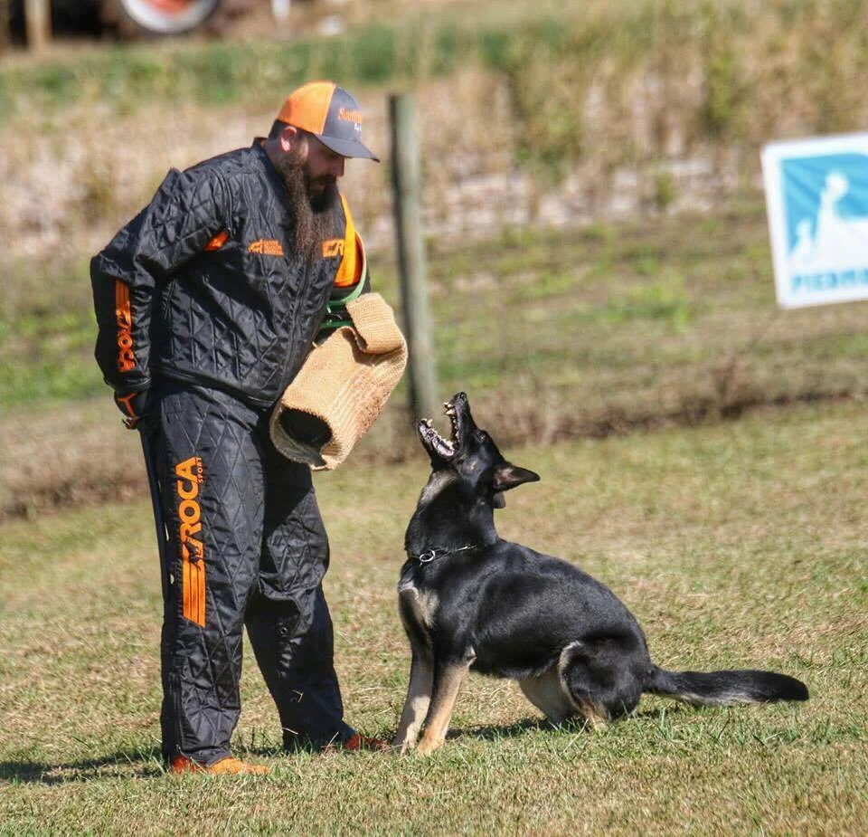 Daniel working V Elsa vom Mack-Zwinger IPO3 SD1 KKL, owned by Karen DeCoste, in a trial at Piedmont Schutzhund Club