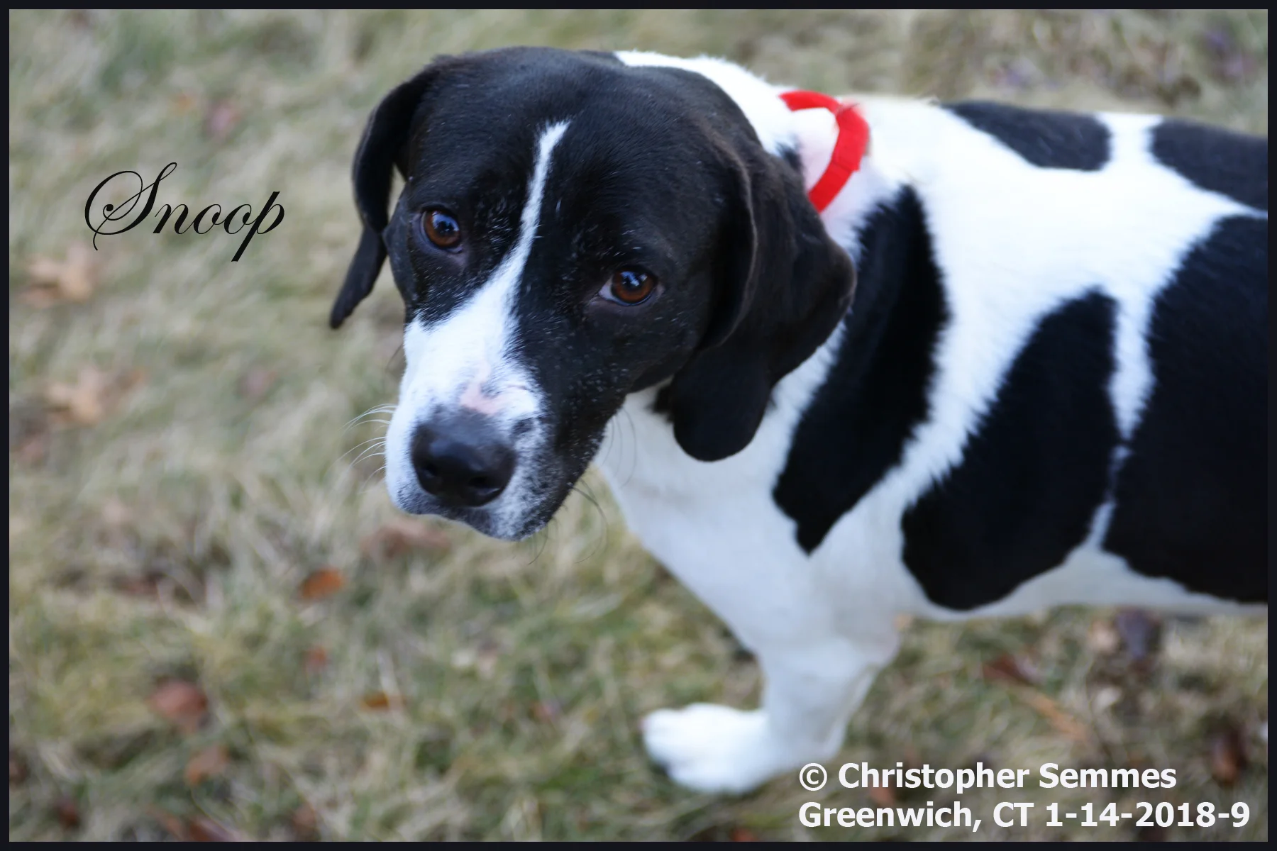 009_Copyright Christopher Semmes Greenwich_CT1-14-2018 Snoop head shot.jpg