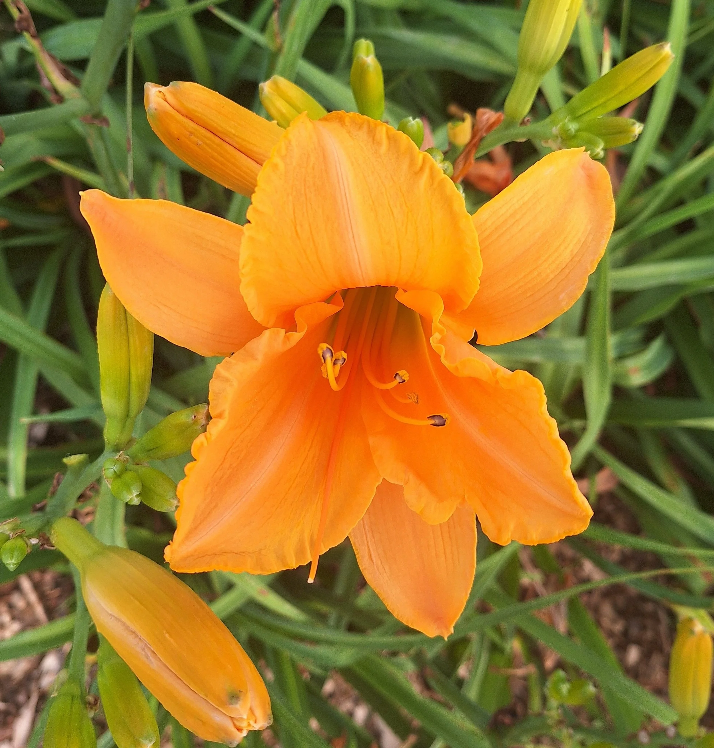 Ruffled Apricot