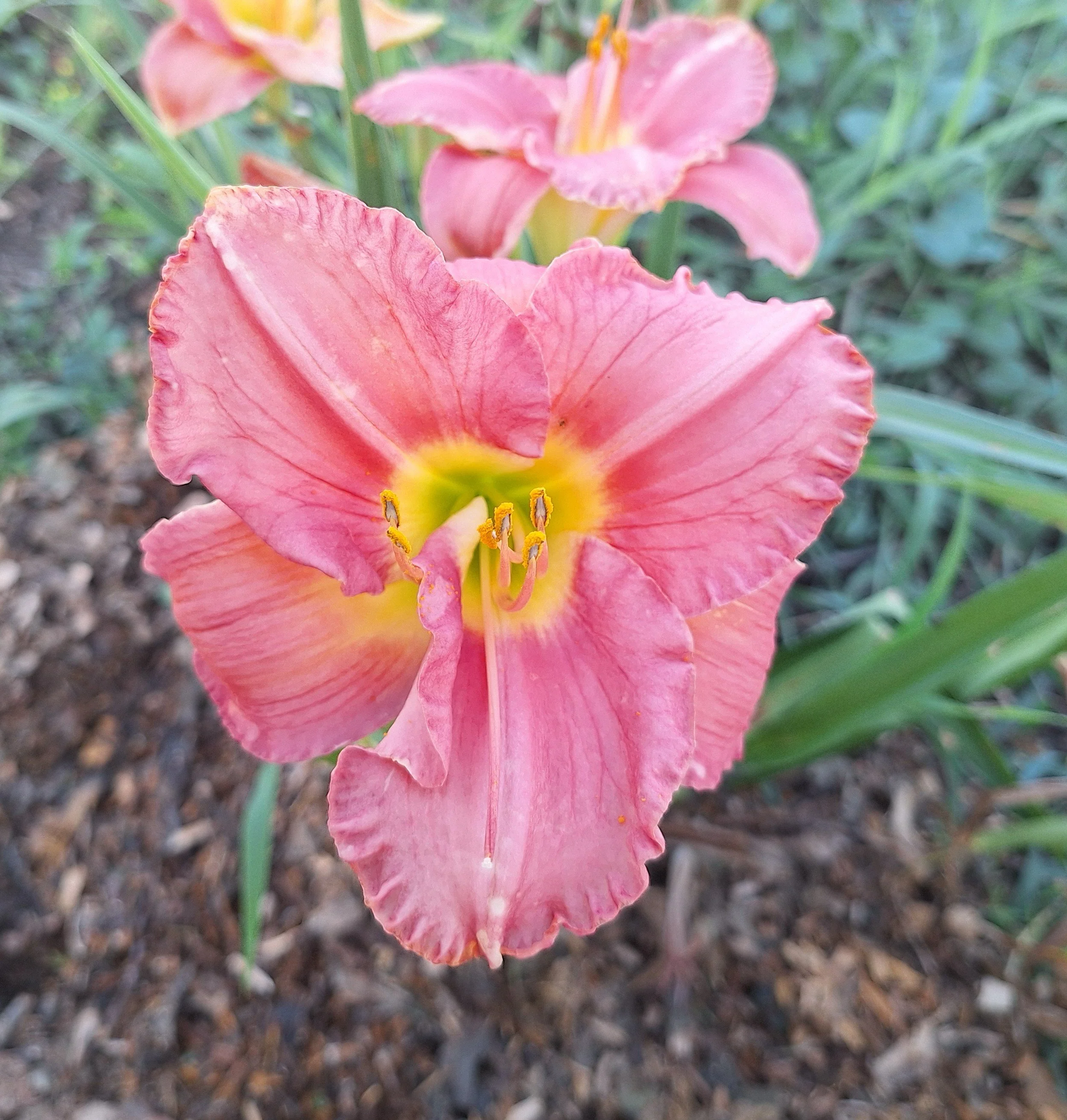 Pretty In Pink
