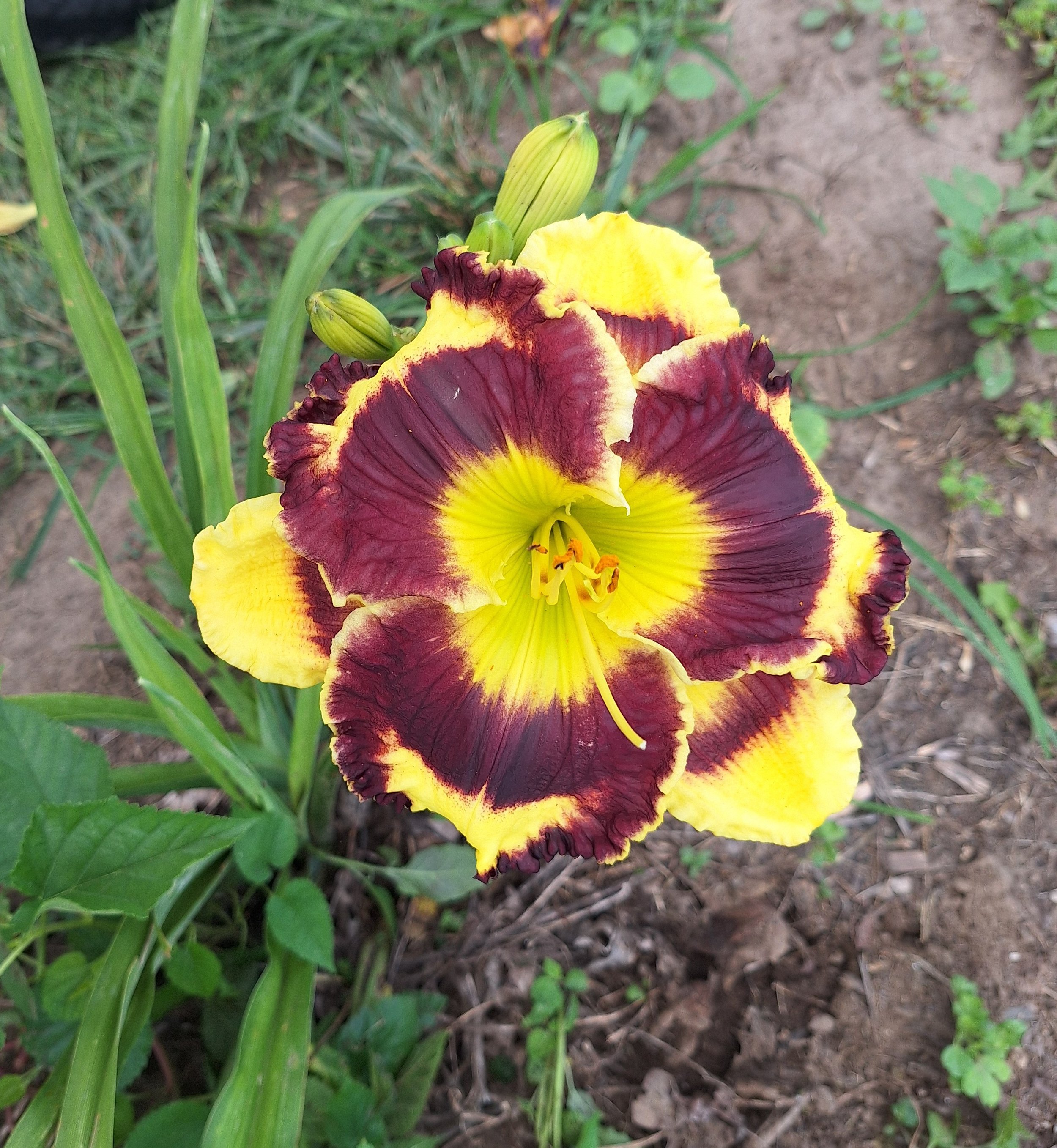 Pansy Face Charmer (3).jpg