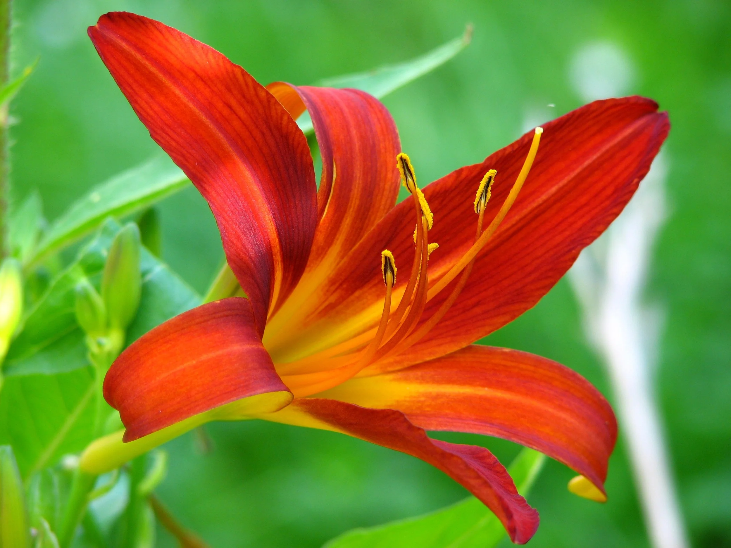 lily-flower-red-blossom-53976.jpg