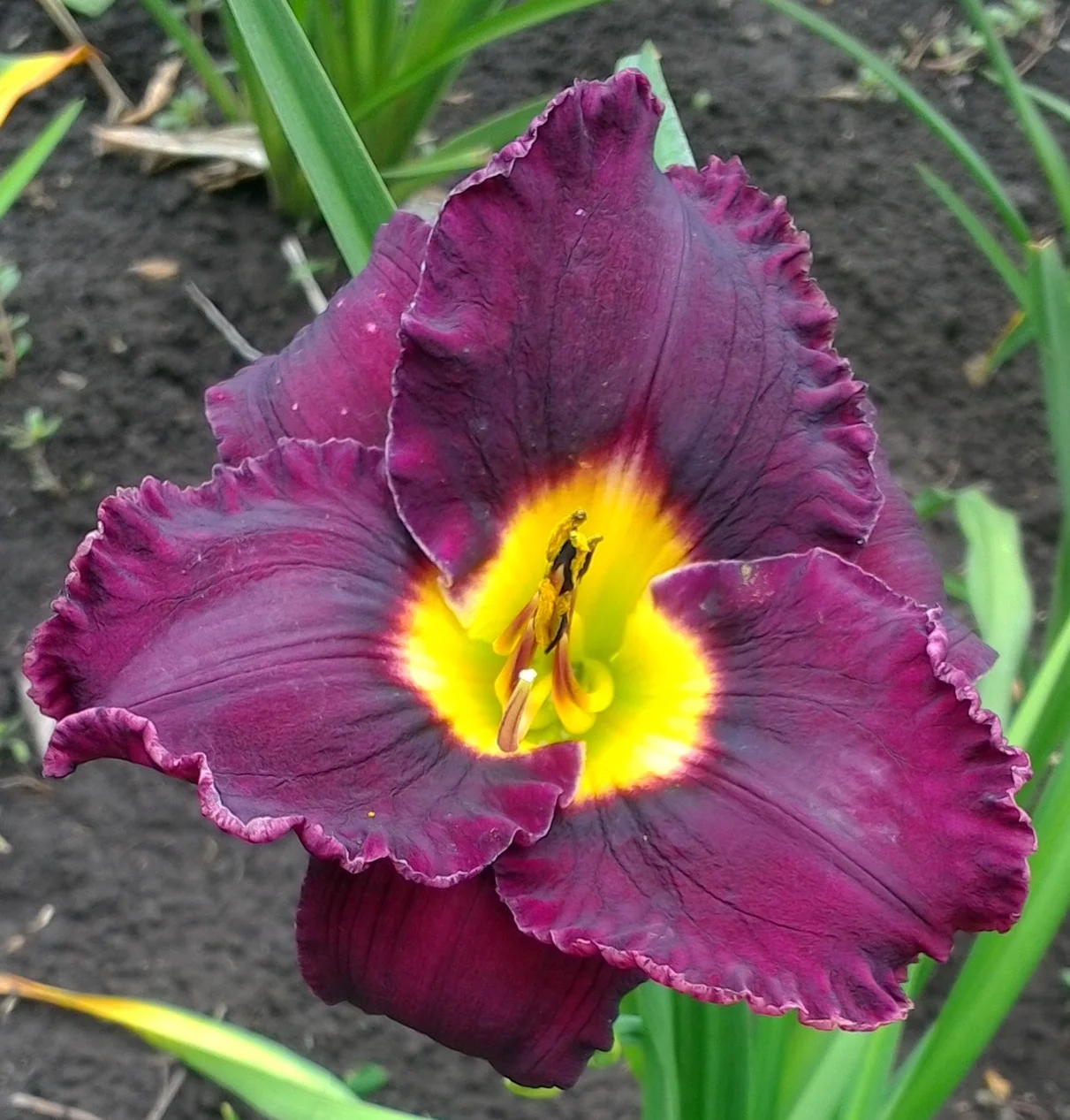 Bela Lugosi T33" M SE 6" bloom
