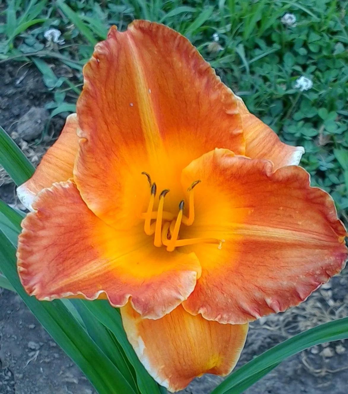 Curry House T 32" EM SE 5.5" bloom