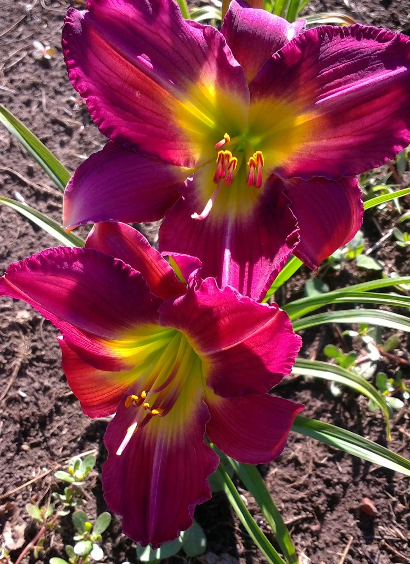 Garden Show 28" M D Re F 6" bloom