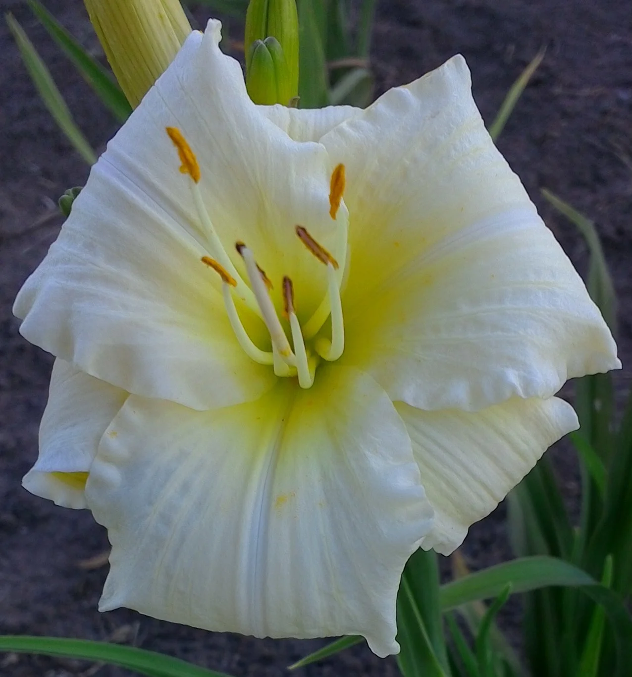 Joan Senior 25" EM EV Re Ext 6" bloom
