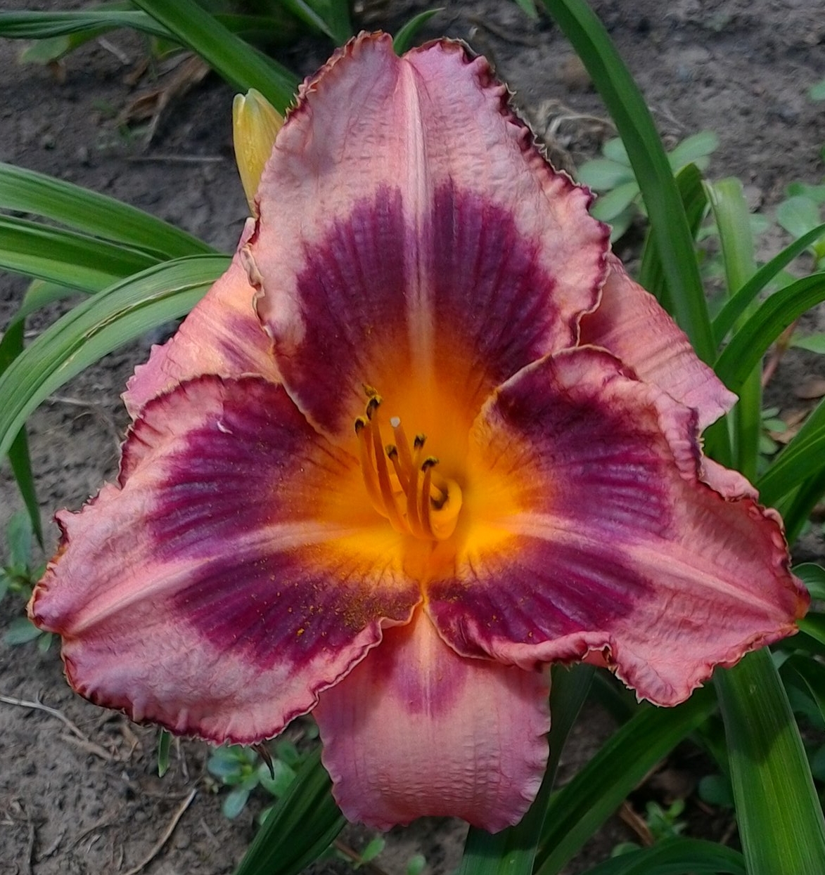 Just Plum Happy T 20" M D Re Ext 4.5" bloom